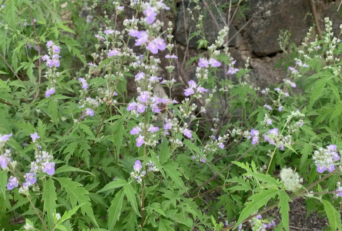 荊條-Vitex negundo var. heterophylla