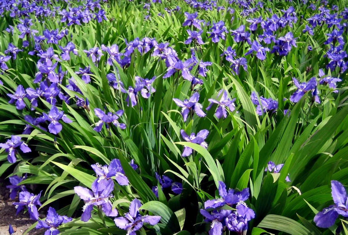 藍花鳶尾